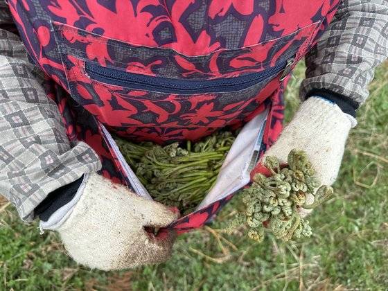 제주도민이 채취한 고사리. 최충일 기자