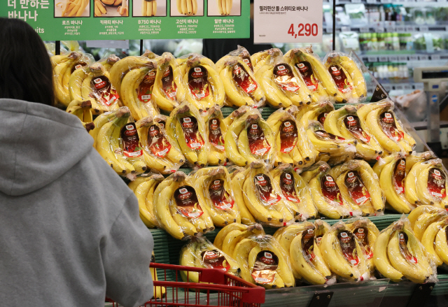 ▲ 지난달 31일 서울 시내 한 대형마트에서 쇼핑객이 바나나를 고르고 있다. [연합뉴스 자료사진]