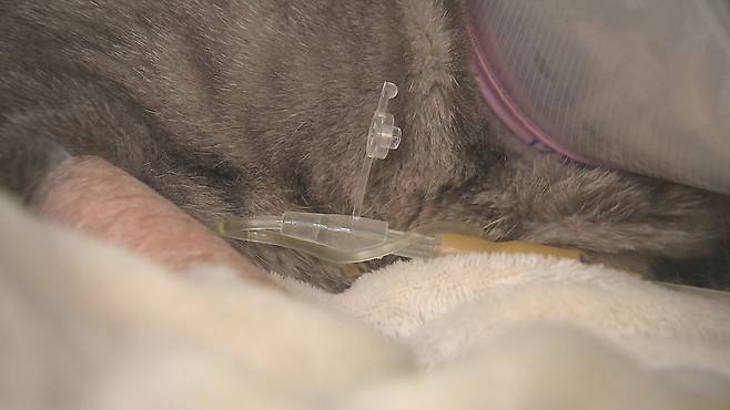 염증수치 등이 높아져 치료를 받고 있는 고양이.  한쪽 다리에 붕대를 감고 수액을 맞고 있다.