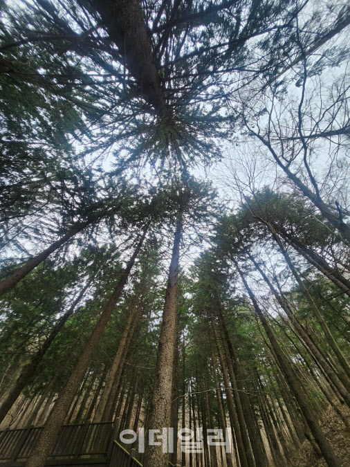 국립덕유산자연휴양림 내 조성된 독일가문비나무숲. (사진=박진환 기자)