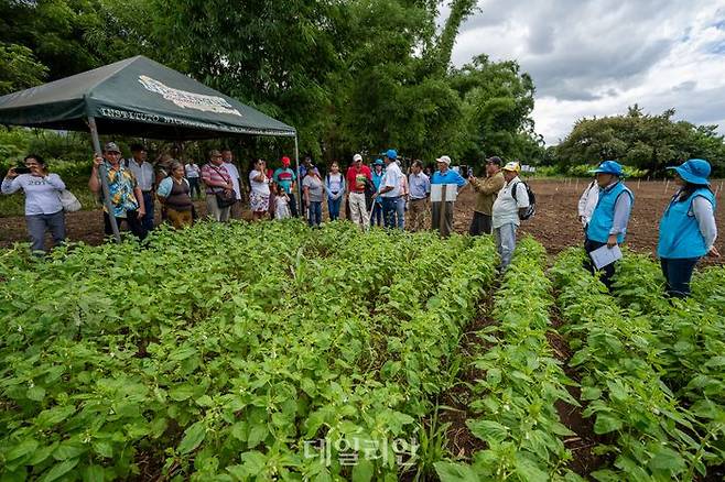 니카라과 코피아 센터에서 참깨 재배기술을 현지 농민들에게 설명하고 있다. 니카라과 농민들은 코피아에서 제공하는 참깨 재배 기술에 관심과 호응이 높다. ⓒ데일리안 배군득 기자