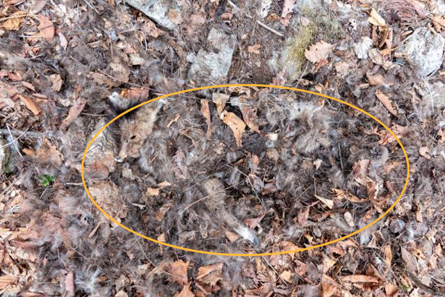 지난달 30일 설악산 국립공원 미시령 옛길 부근에서 발견된 산양 사체. 다른 동물들이 이미 사체를 먹어 얼굴만 남아 있는 상태였다. 국립공원을 지키는 시민의 모임 제공