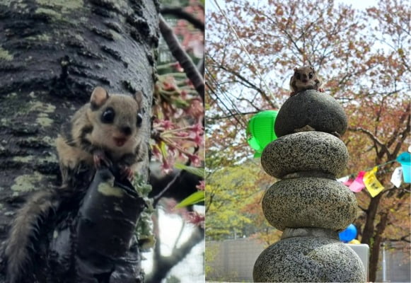 (왼쪽) 나무 위, 사찰 돌탑 위에 앉은 하늘다람쥐. /사진=연합뉴스