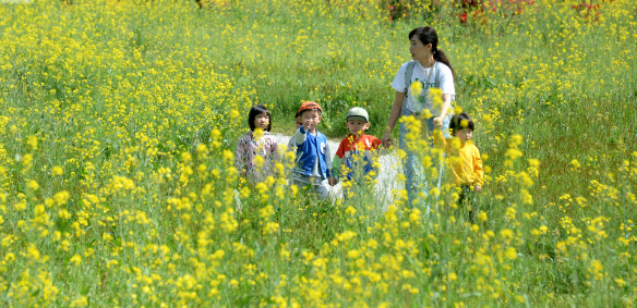 완연한 봄 날씨가 이어지고 있는 4월 17일 전북 전주시 전주대학교 스타정원을 찾은 어린이들이 만개한 유채꽃 사이를 지나며 산책을 즐기고 있다.(사진=뉴시스)