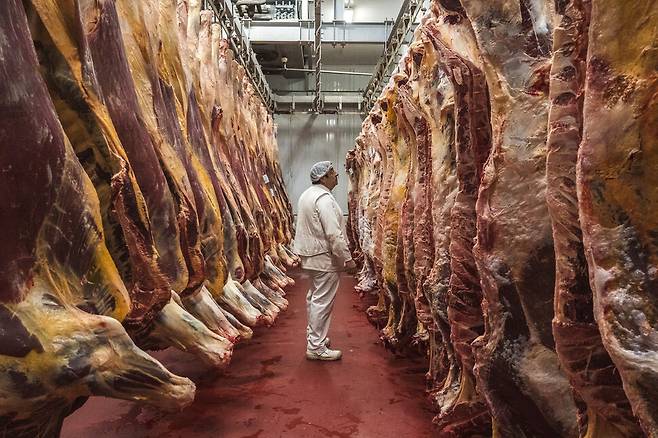 아르헨티나 소설 ‘육질은 부드러워’는 동물 고기가 사라진 뒤 인육 섭취가 허용된 사회를 가상한 작품이다. 사진은 한 도살장에서 직원이 도축된 동물 사체를 살펴보고 있는 모습. 클립아트코리아
