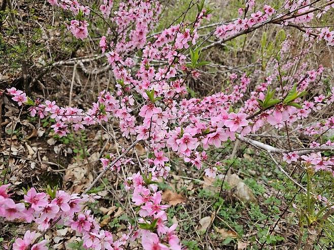 남녘에서 이미 끝난 봄꽃 축제가 강원도 산속에서는 이제야 시작이다. 사진은 선홍빛 복숭아꽃.