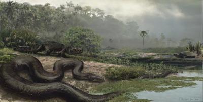 기존 가장 긴 뱀으로 알려져 있는 타이타노보아(Titanoboa) 상상도 2009년 콜롬비아 북동부 세레혼 탄광에서 화석이 발견된 6천만~5천800만년 전 뱀 타이나노보아는 몸길이 12.8~14.3ｍ로 가장 긴 뱀으로 알려져 있다. [Jason Bourque, University of Florida 제공. 재판매 및 DB 금지]