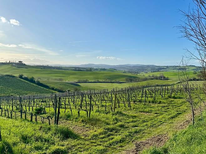 ‘발도르차(Val d’Orcia)’ 지역에서는 천년이 넘는 역사를 가지는 몬테풀치아노의 와인 ‘노빌레(Nobile di Montepulciano)’와 몬탈치노 마을의 ‘브루넬로(Brunello di Montalcino)’가 생산된다. /박진배