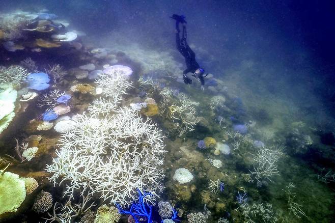 ‘바다의 사막화’가 진행중인 그레이트 배리어 리프의 산호초 군락 뒤로 잠수부가 지나고 있습니다./AFP 연합뉴스