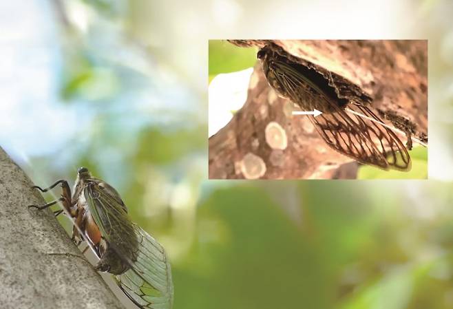 매미는 다른 곤충과는 달리 포유류처럼 소변을 물줄기처럼 뿜어 낸다 (왼쪽 매미가 오줌을 배설하는 장면을 가까이서 관찰한 모습). Saad Bhamla et al.