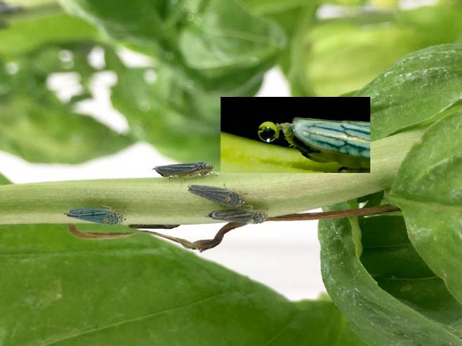 ‘유리날개명사수’라 불리는 곤충은 한 번에 한 방울씩 튕겨내는 방식으로 오줌을 배설한다. Saad Bhamla et al. 제공