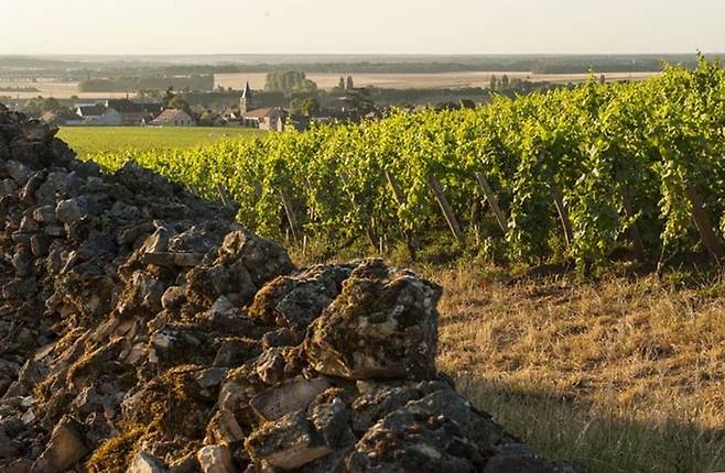 부르고뉴 지방 본 로마네 마을 북서쪽 끄트머리에 위치한 크로 파랑투(Cros-Parantoux) 와이너리의 모습. 앙리 자이에는 돼지감자를 심던 이 밭의 암반을 다이너마이트로 폭파시키고 여기서 포도를 키워 세계 최고의 와인을 만들었다. 왼쪽 돌담은 이렇게 폭파시킨 암반 조각을 모아 쌓은 것.