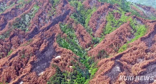 울진군 북면 두천리 한 야산, 산불이 활엽수를 피해 소나무만을 타고 확산되었다.