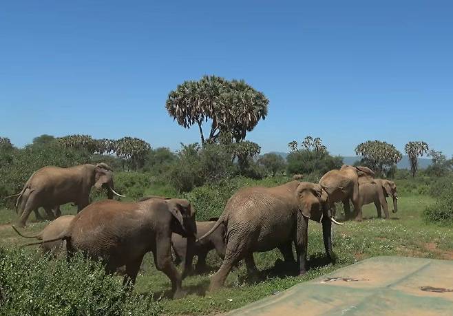 아프리카 초원에서 막 짝을 지으려던 코끼리 주변으로 암컷의 무리가 몰려들고 있다./Save The Elephants Facebook