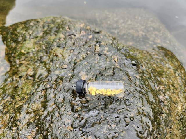 20일 오전 경기 지역의 한 하천에서 기자와 금강산씨가 하루 동안 채취한 사금. 이서현 기자