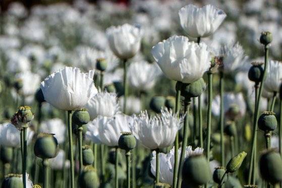 미얀마의 양귀비 꽃밭. 아편은 양귀비의 덜 익은 꼬투리에서 유액을 말려 채취한 마약의 일종이다. 기사 이해를 돕기 위한 자료사진. AFP=연합뉴스
