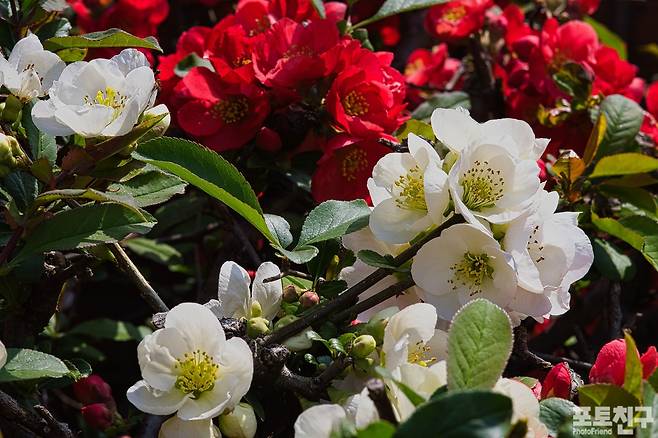 풀명자나무꽃(특이하게 한 가지에서 붉은색 꽃, 하얀색 꽃, 연분홍 꽃이 피어남)