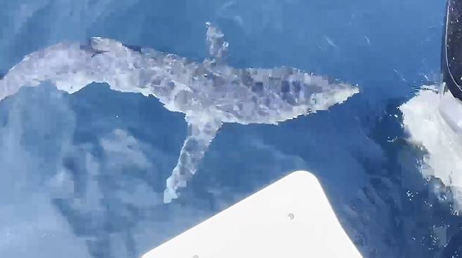지난해 8월 1일 강릉항 인근서 발견된 청새리상어. 동해해양경찰서 제공