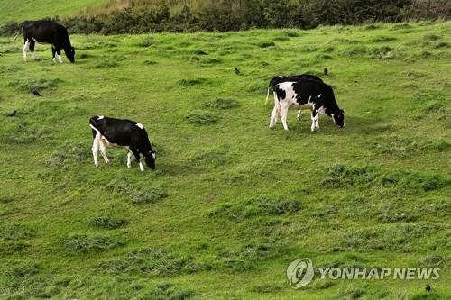 방목된 젖소(자료사진.본문과 무관) [연합뉴스 자료사진]