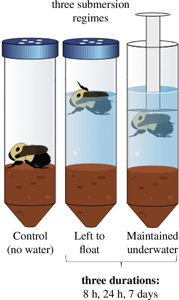 연구진은 호박벌 여왕벌의 침수 생존력을 알아보기 위해 여러 조건으로 벌을 물에 빠뜨렸다. 왼쪽부터 정상 동면, 물에 뜬 상태, 물에 잠긴 상태. 사브리나 론도/바이올로지 레터스 제공