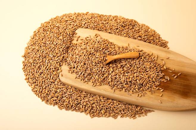 식습관 개선 등 건강 관리가 필요하다면 쌀밥에 복합 탄수화물을 넣는 방법이 있다. 고대곡물인 파로(사진)와 귀리, 보리 등은 식이섬유와 항산화 성분이 풍부해 비만 및 혈당 관리에 도움을 준다.