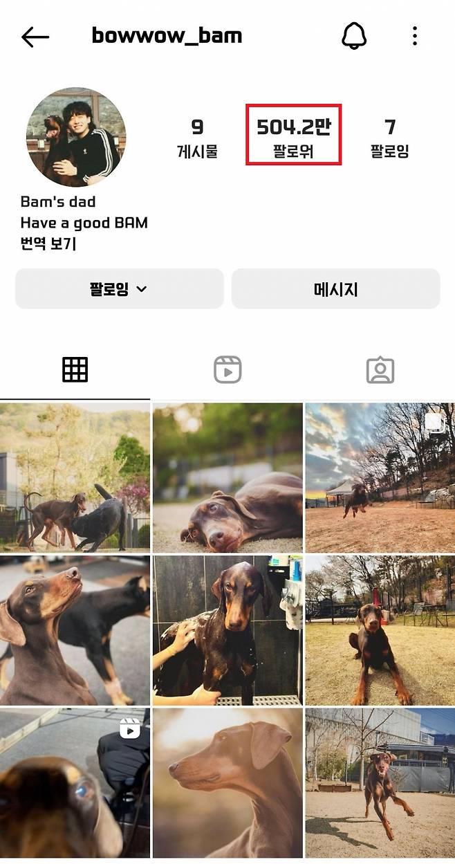 방탄소년단 정국 반려견 '밤' 500만 팔로워 돌파