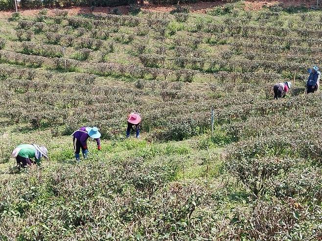 치앙라이 추이퐁 차농장에서 직원들이 잡초를 제거하고 있다.