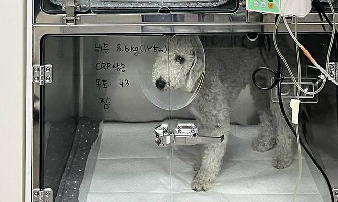 유박비료를 섭취해 치료 중인 버들이. 견주 제공