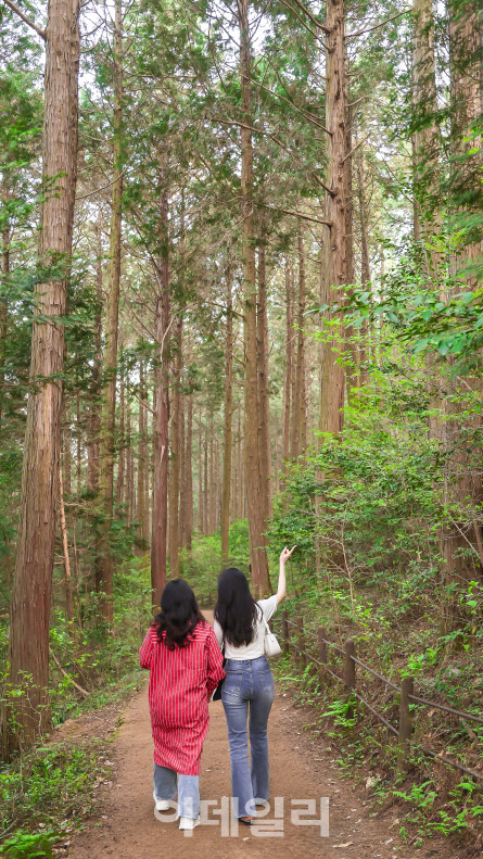 통영 미래사 인근의 편백나무숲