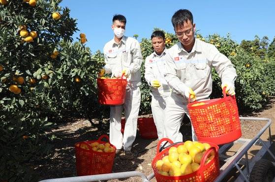 지난해 11월 제주도 감귤밭에서 외국인 계절 근로자들이 현장실습 교육을 받고 있는 모습. 뉴스1