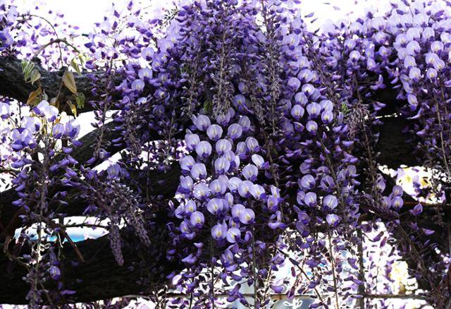 황량한 골목길을 뒤덮은 무성한 등나무 덩굴과 그 사이사이로 자태를 드러낸 보라색 꽃들이 용 비늘처럼 반짝이고 있다.