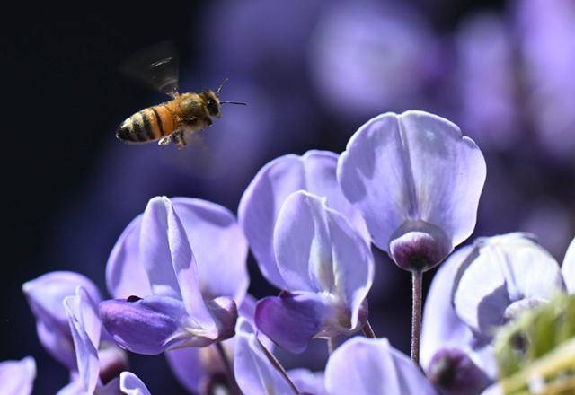 ‘사랑에 취하다’가 꽃말인 등나무꽃에 향기를 쫓아 벌이 날아들고 있다.