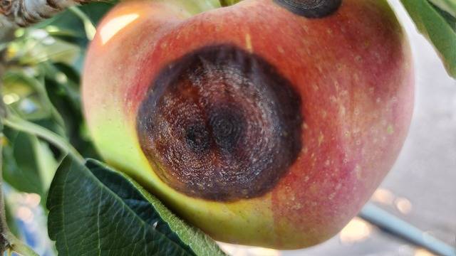 탄저병에 걸린 사과. 농촌진흥청