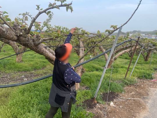 성환의 한 배 과수원에서 과원주가 배나무를 돌보고 있다. 기사 내용과 무관. 박하늘 기자