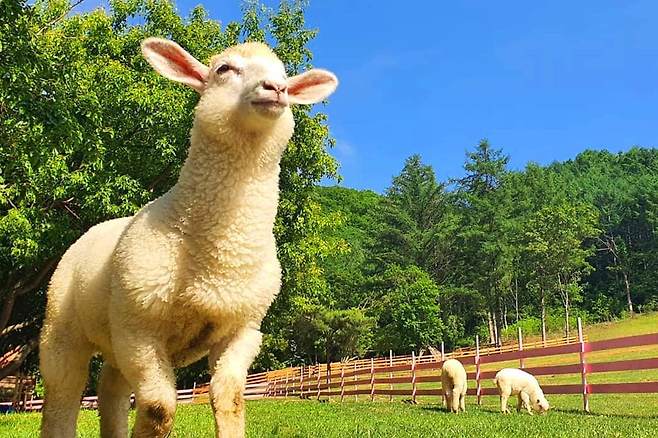 휘바핀란드 풍경