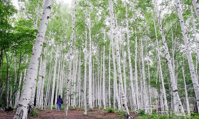 영양 자작나무 숲ⓒ 뉴스1 윤슬빈 기자