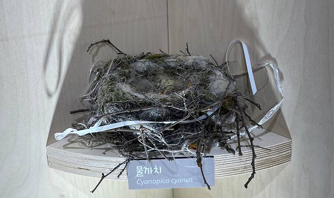 환경부 산하 국립생물자원관이 21일부터 인천 서구 국립생물자원관 생생채움 기획전시실에서 ‘새, 새 둥지를 틀다’ 특별전을 개최한다. 사진은 플라스틱 노끈 등 인공적인 재료가 사용된 물까치 둥지. 국립생물자원관 제공