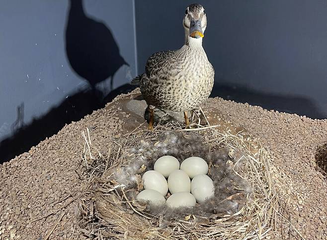 흰뺨검둥오리의 둥지. 국립생물자원관 제공