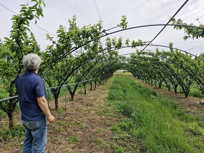 ▲터널 형태의 지지대로 이뤄진 자두농장 전경
