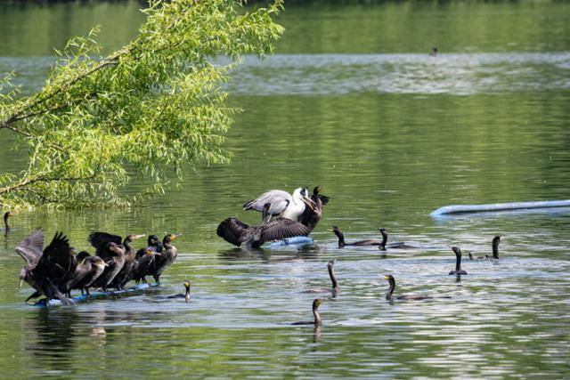 경기 수원시 서호공원에서 21일 민물가마우지 무리와 왜가리가 신경전을 벌이고 있다. 민물가마우지가 수는 많지만 체급이 큰 왜가리는 전혀 밀리지 않는다. 두 종은 보통 서로의 존재를 신경쓰지 않지만 좁은 부표에 민물가마우지가 몰리자 먼저 자리잡은 왜가리가 깃을 부풀렸다.