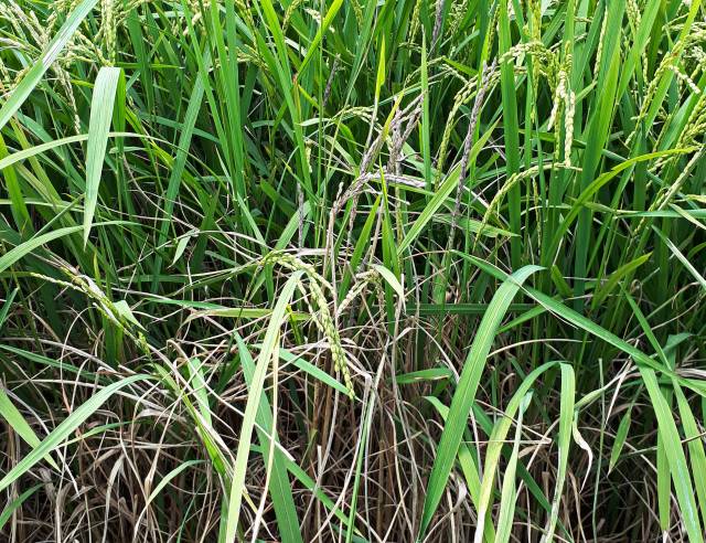 ▲먹노린재 고사 피해 ⓒ농촌진흥청