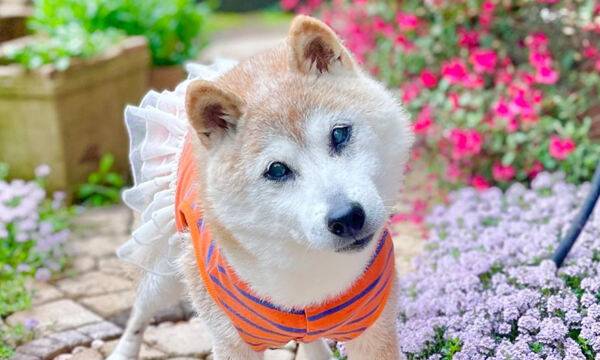 도지코인의 마스코트 카보스의 견주 사토 아츠코가 카보스의 죽음을 알리며 24일 사회관계망서비스(SNS)에 올린 사진. 인스타그램 캡처