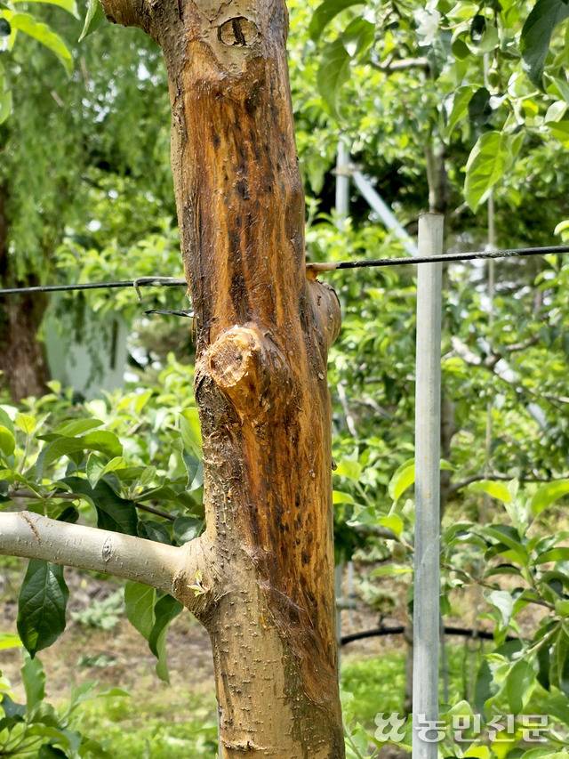 부란병 발생으로 줄기를 벗겨내고 도포제를 바른 사과나무.