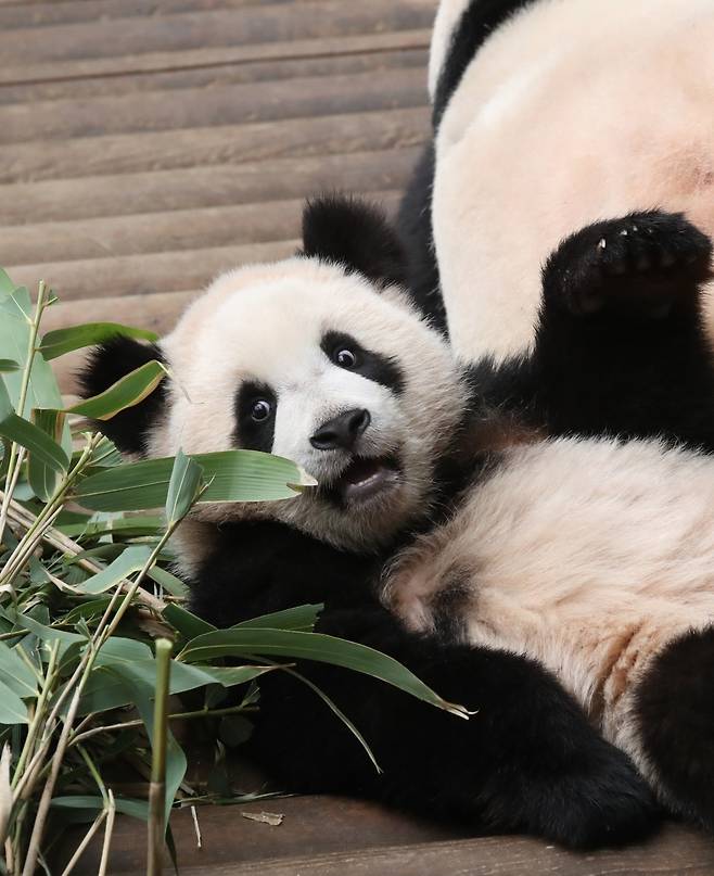 지난 4월 29일 경기 용인시 처인구 에버랜드 판다월드에서 쌍둥이 아기판다 루이바오가 대나무를 가지고 놀며 따뜻한 봄날씨를 즐기고 있다. 사진=뉴스1