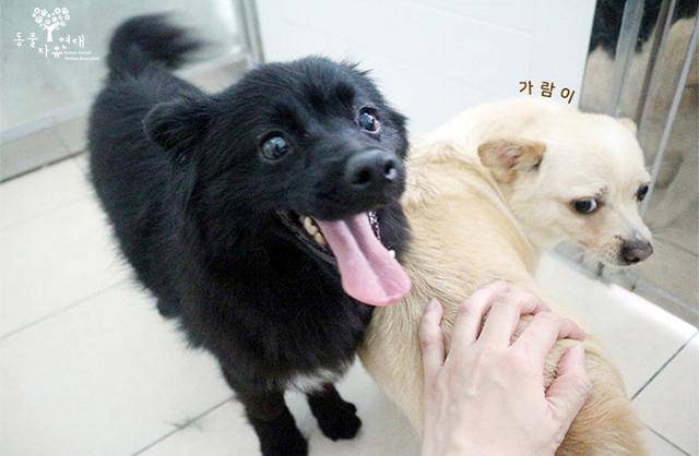 나오미와 가장 오랫동안 보호소 생활을 한 단짝 '가람이'(오른쪽). 가람이는 먼저 가족을 만나 입양을 갔지만 나오미는 며칠간 슬픔을 느꼈지만, 이내 활발한 모습으로 돌아왔다. 동물자유연대 제공
