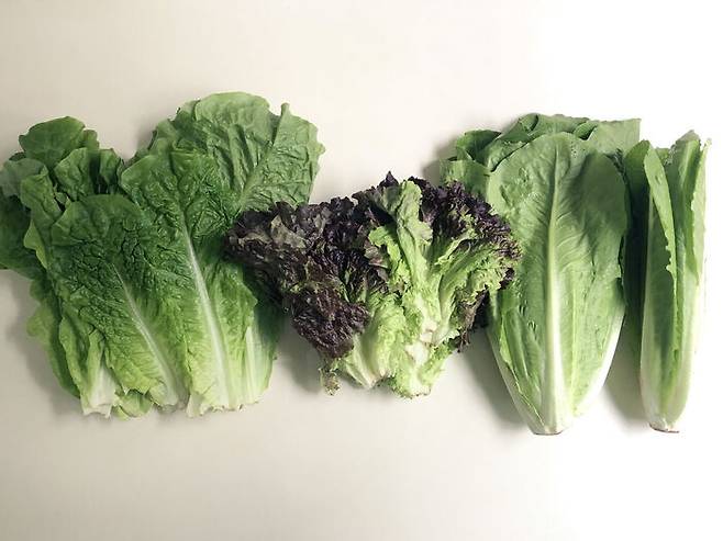 청상추, 적상추, 로메인 (왼쪽부터)