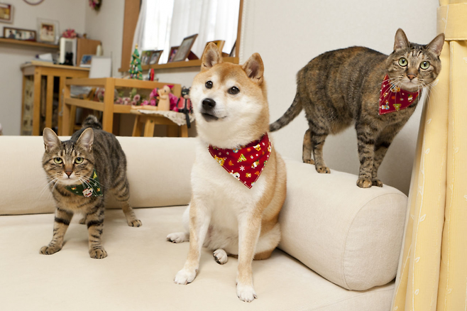 카보스와 함께 지내는 고양이들.(사진출처=카보스 블로그)