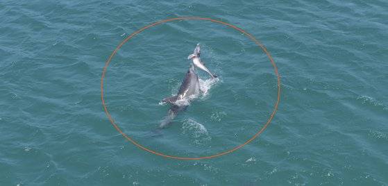 새끼를 살리려고 수면 위로 들어 올리는 어미 남방큰돌고래. 사진 다큐 제주