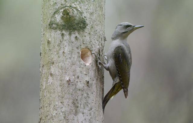 청딱따구리가 나무를 쪼아 둥지를 만들고 있는 모습. 딱다구리보전회 제공