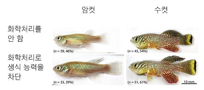 연구진이 실험에 사용한 킬리피시의 모습. 생식 능력을 차단한 암컷은 수명이 짧아졌지만 수컷은 수명이 길어졌다./일 오사카대